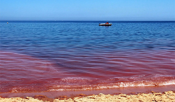 海洋災害:赤潮 海洋災害:赤潮